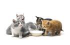 Brit Care Kitten Milk 250 g - 2/4