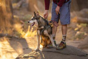 Podzim láká k dogtrekkingu